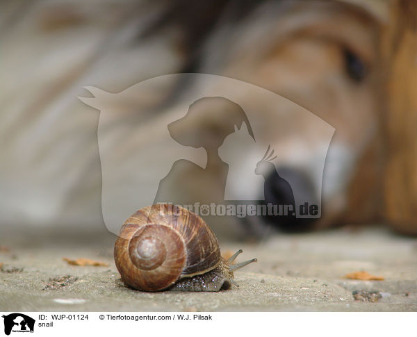 Schnecke / snail / WJP-01124