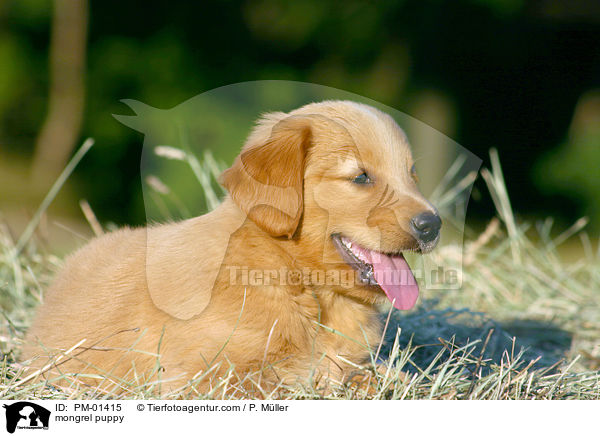 mongrel puppy / PM-01415
