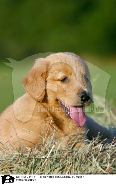 Mischlings Welpe / mongrel puppy / PM-01417