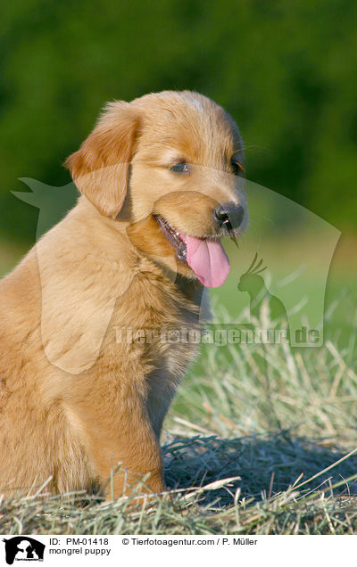 Mischlings Welpe / mongrel puppy / PM-01418