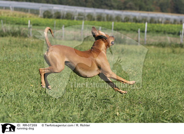 rennender Hund / running dog / RR-07269