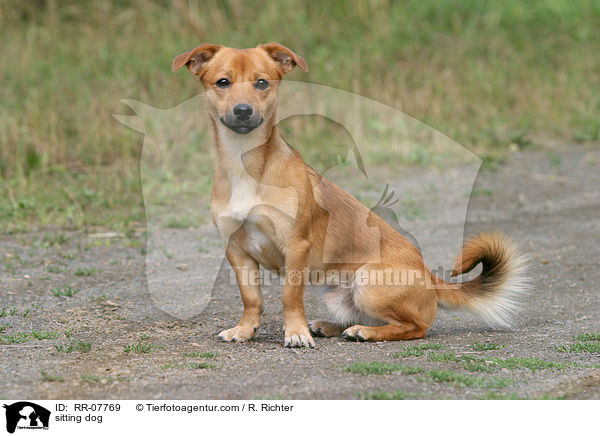 sitzender Hund / sitting dog / RR-07769