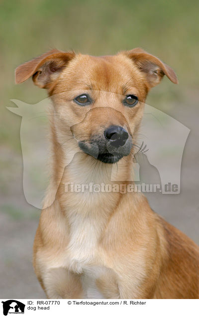 Portrait eines Mischlings / dog head / RR-07770
