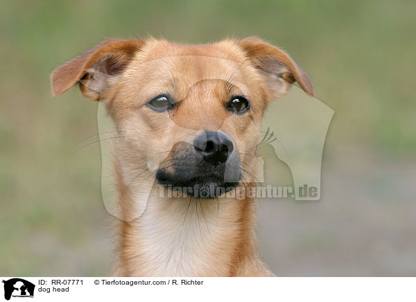 Portrait eines Mischlings / dog head / RR-07771