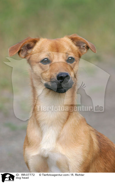 Portrait eines Mischlings / dog head / RR-07772