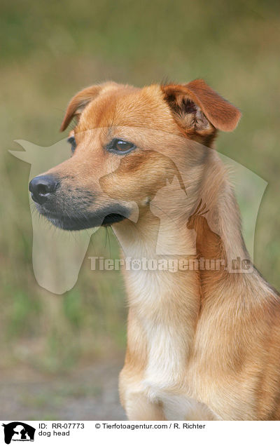 Portrait eines Mischlings / dog head / RR-07773