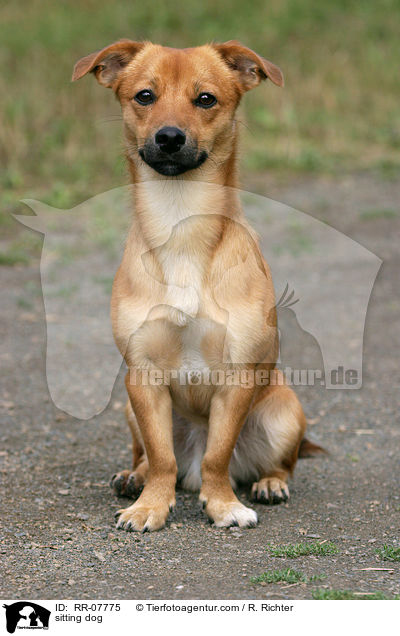 sitzender Hund / sitting dog / RR-07775