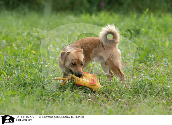 Hund mit Spielzeug / dog with toy / RR-07777