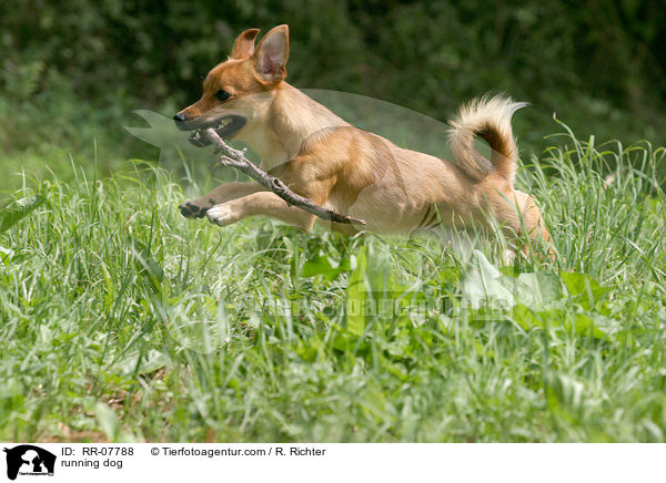 rennender Hund / running dog / RR-07788