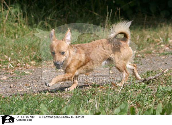 rennender Hund / running dog / RR-07789