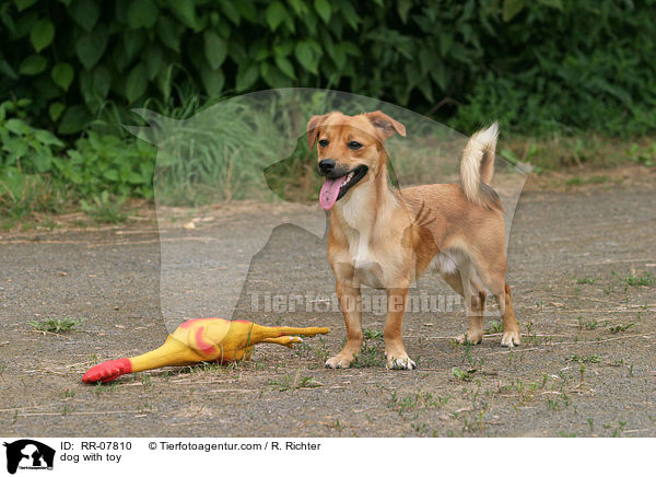 Hund mit Spielzeug / dog with toy / RR-07810