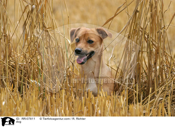 Hund / dog / RR-07811