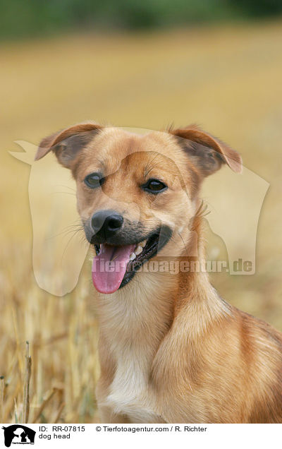 Portrait eines Mischlings / dog head / RR-07815