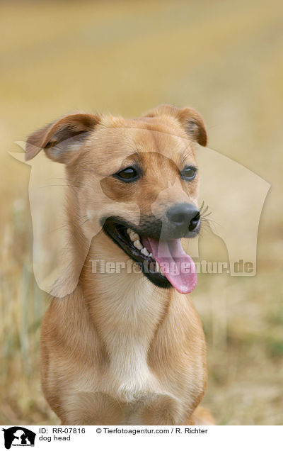Portrait eines Mischlings / dog head / RR-07816