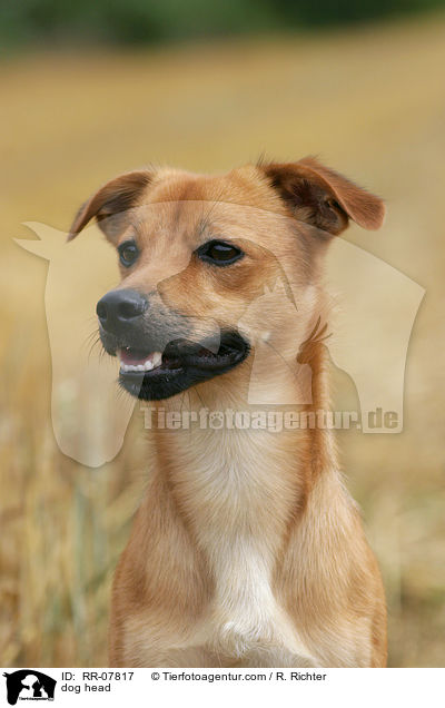 Portrait eines Mischlings / dog head / RR-07817