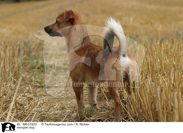 Mischling / mongrel dog / RR-07820