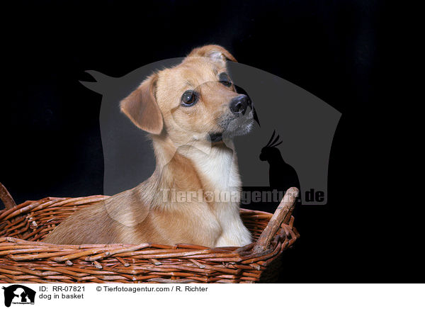 dog in basket / RR-07821