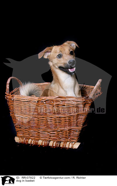 dog in basket / RR-07822