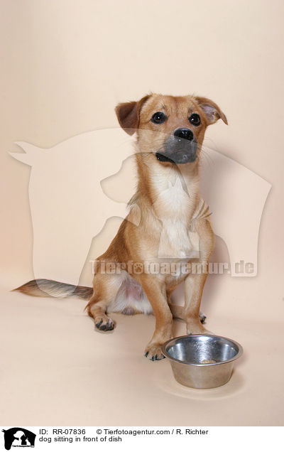 dog sitting in front of dish / RR-07836