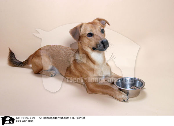 dog with dish / RR-07839