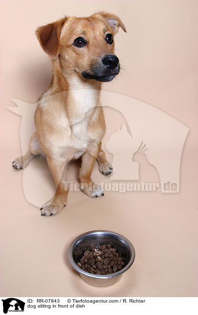 Hund sitzt vor Futternapf / dog sitting in front of dish / RR-07843