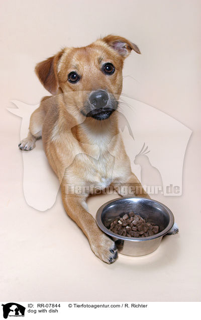 Hund vor Futternapf / dog with dish / RR-07844