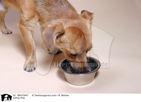 fressender Hund / eating dog / RR-07847