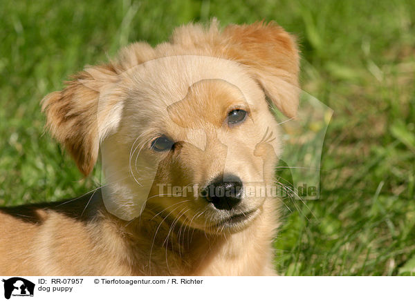 Mischlings Welpe / dog puppy / RR-07957