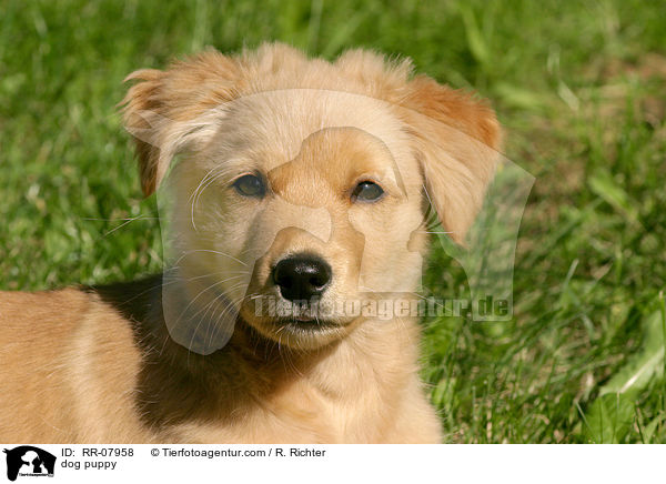 Mischlings Welpe / dog puppy / RR-07958