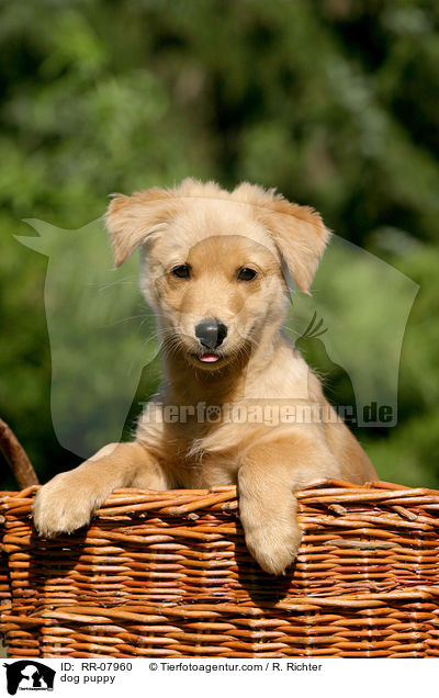 dog puppy / RR-07960