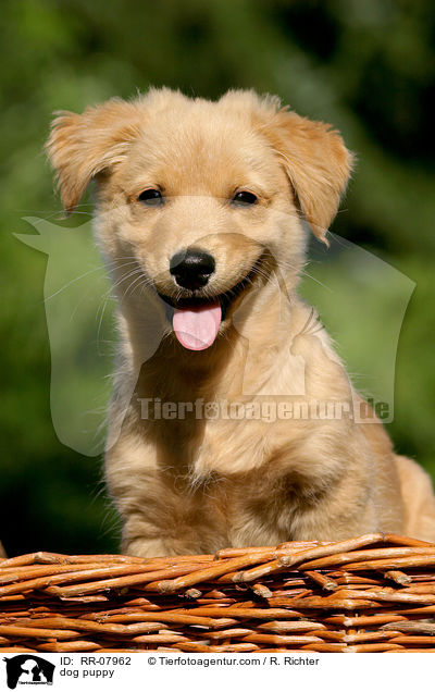 Mischlings Welpe / dog puppy / RR-07962