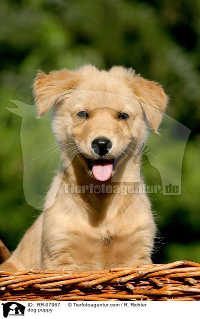 Mischlings Welpe / dog puppy / RR-07967