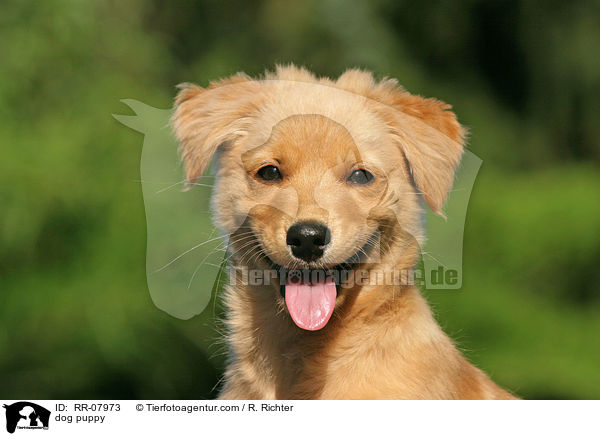 Mischlings Welpe / dog puppy / RR-07973