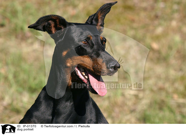 Mischling im Portrait / dog portrait / IP-01370