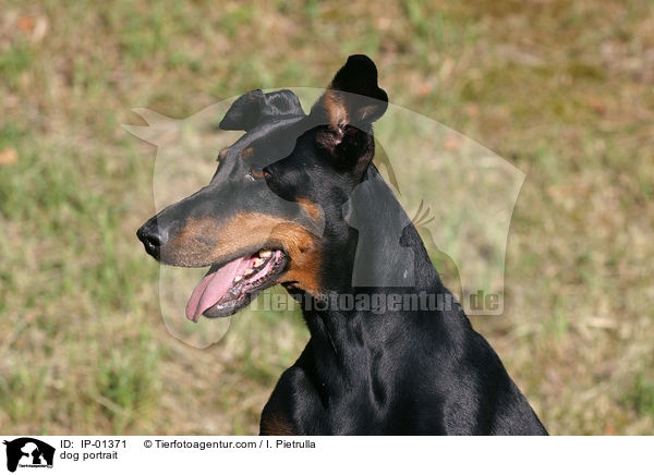 Mischling im Portrait / dog portrait / IP-01371