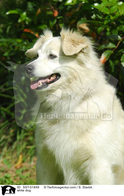 weier Mischling / white dog / SST-01849