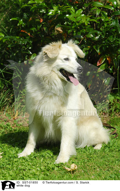 weier Mischling / white dog / SST-01850
