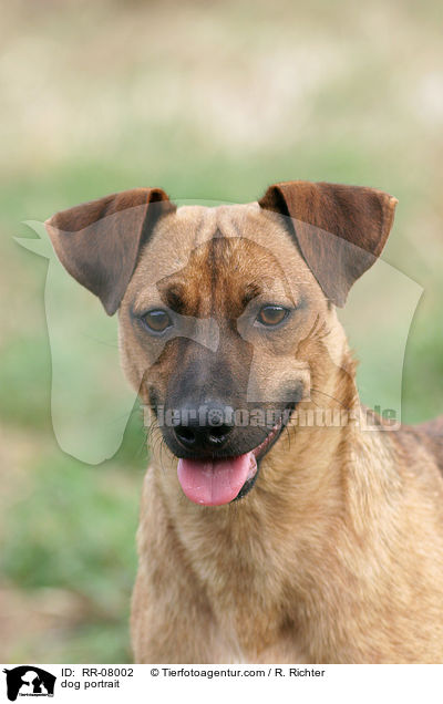 Hundeportrait / dog portrait / RR-08002