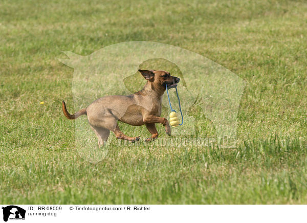 rennender Hund / running dog / RR-08009