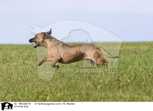 running dog / RR-08016