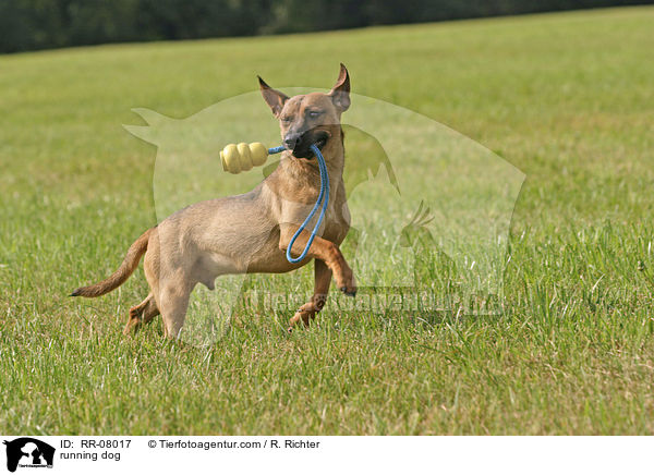 running dog / RR-08017