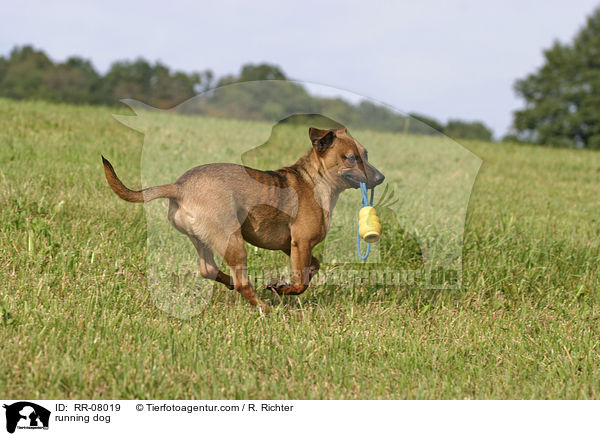 rennender Hund / running dog / RR-08019
