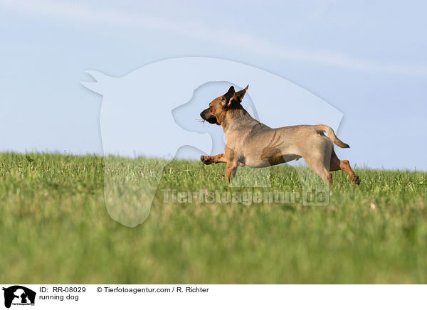 rennender Hund / running dog / RR-08029
