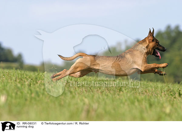 rennender Hund / running dog / RR-08031
