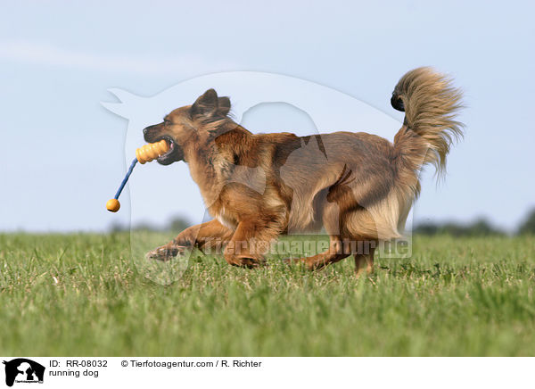 rennender Hund / running dog / RR-08032