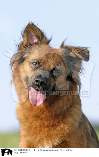 dog portrait / RR-08034