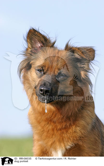 Hundeportrait / dog portrait / RR-08035