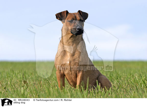 sitzender Hund / sitting dog / RR-08043