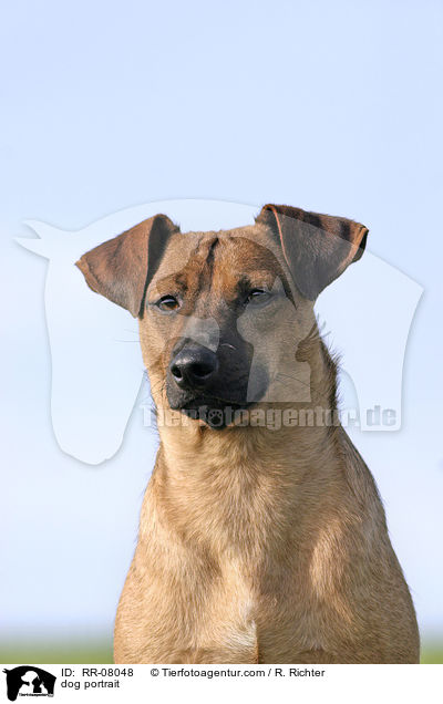 Hundeportrait / dog portrait / RR-08048