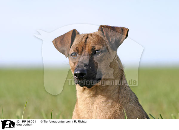 Hundeportrait / dog portrait / RR-08051